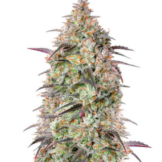 Сорт Mimosa Cake Auto fem (FastBuds) Сорт Mimosa Cake Auto fem (FastBuds)