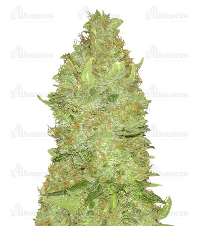 Сорт LSD-25 auto (FastBuds) Сорт LSD-25 auto (FastBuds)