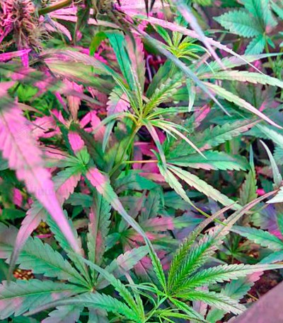 Сорт LSD-25 auto (FastBuds) Сорт LSD-25 auto (FastBuds) — изображение 2