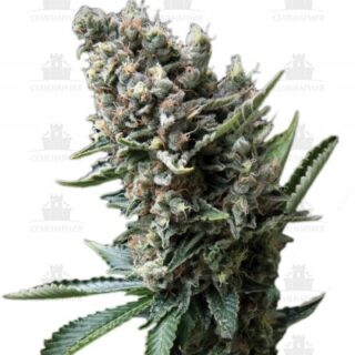 Сорт Nefertiti fem (Pyramid Seeds) Сорт Nefertiti fem (Pyramid Seeds)