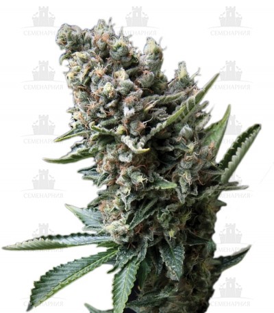 Сорт Nefertiti fem (Pyramid Seeds) Сорт Nefertiti fem (Pyramid Seeds)