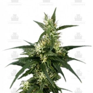 Сорт Neville's Haze fem (GHS) Сорт Neville's Haze fem (GHS)