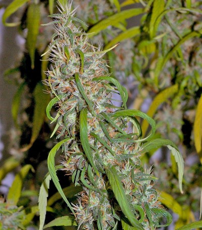Сорт Neville's Haze fem (GHS) Сорт Neville's Haze fem (GHS) — изображение 2