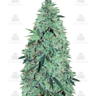 Сорт Niagara Auto fem (Doctor’s Choiсe)