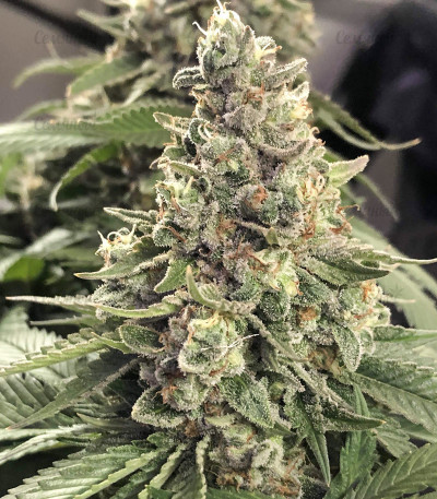 Сорт Northern Lights fem (Pyramid Seeds) Сорт Northern Lights fem (Pyramid Seeds) — изображение 3