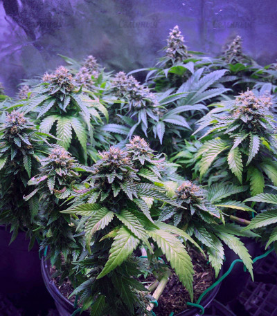 Сорт Northern Lights fem (Pyramid Seeds) Сорт Northern Lights fem (Pyramid Seeds) — изображение 4