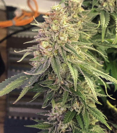 Сорт Northern Lights fem (Pyramid Seeds) Сорт Northern Lights fem (Pyramid Seeds) — изображение 2