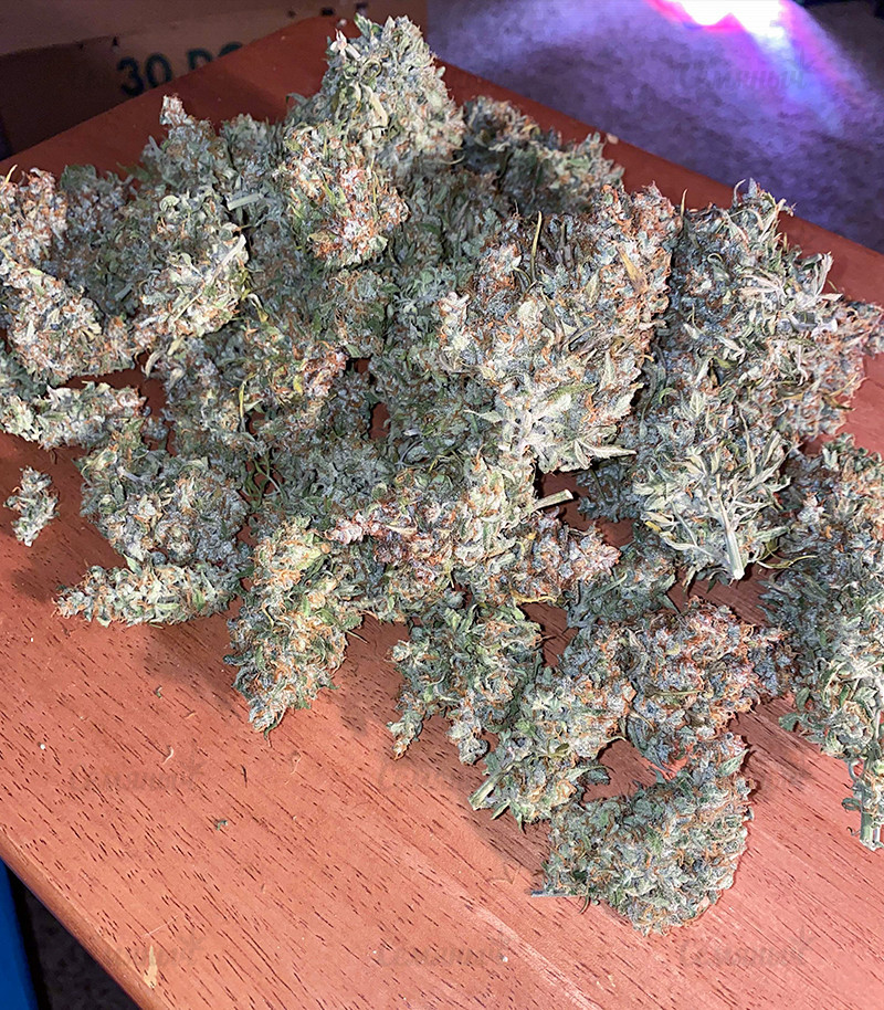 Сорт Original Auto Skunk fem (FastBuds) Сорт Original Auto Skunk fem (FastBuds) — изображение 3