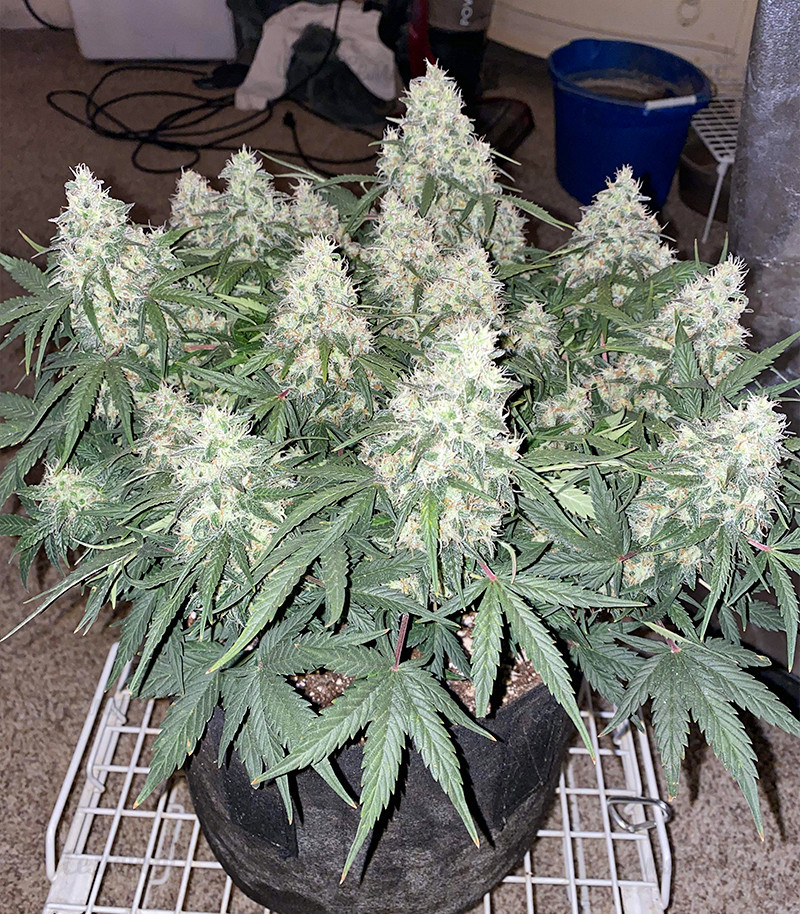 Сорт Original Auto Skunk fem (FastBuds) Сорт Original Auto Skunk fem (FastBuds) — изображение 4