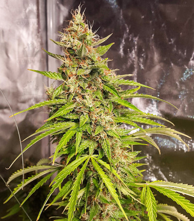 Сорт Original Jack Herer Auto fem (FastBuds) Сорт Original Jack Herer Auto fem (FastBuds) — изображение 3