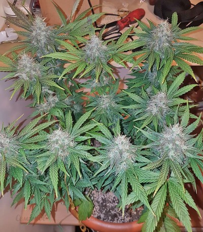 Сорт Peyote Cookies fem (Barney's Farm) Сорт Peyote Cookies fem (Barney's Farm) — изображение 3