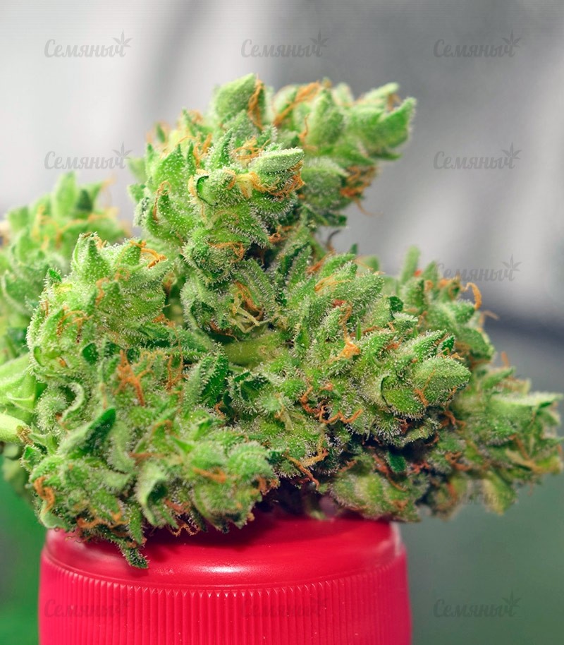 Сорт Monster Gelato fem (Monster Genetics) Сорт Monster Gelato fem (Monster Genetics) — изображение 4