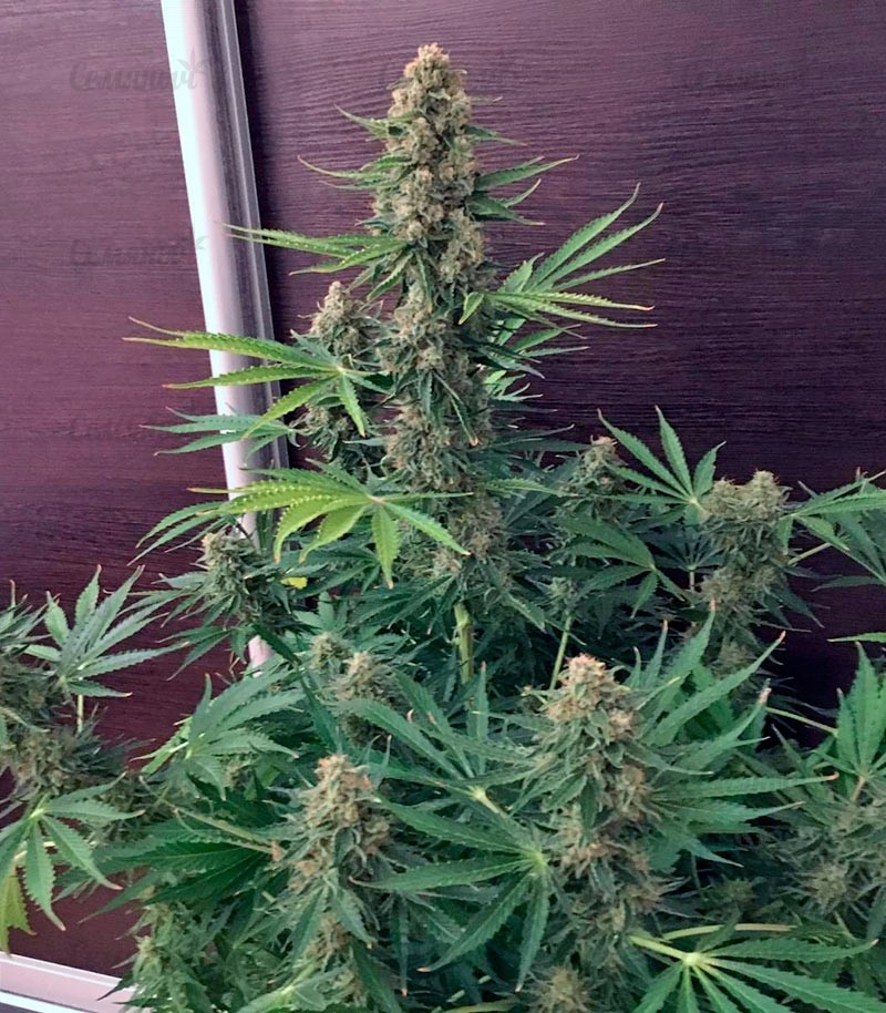 Сорт Monster Gelato fem (Monster Genetics) Сорт Monster Gelato fem (Monster Genetics) — изображение 6