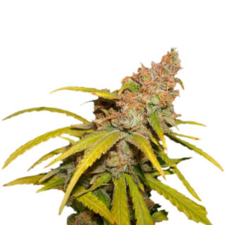 Сорт Pineapple Chunk (Barney's Farm) Сорт Pineapple Chunk (Barney's Farm)