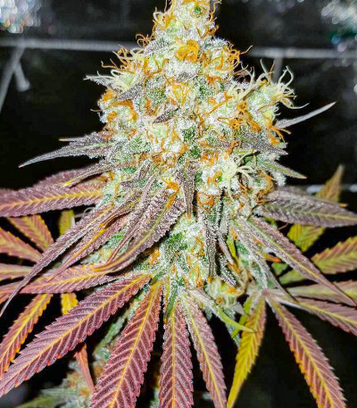 Сорт Purple Punch fem (Barney's Farm) Сорт Purple Punch fem (Barney's Farm) — изображение 3