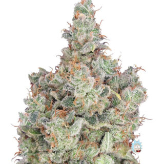Сорт Total Paralysis fem (Heavyweight Seeds) Сорт Total Paralysis fem (Heavyweight Seeds)