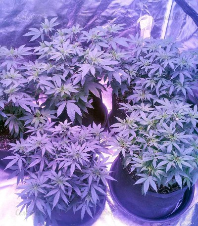 Сорт Rainbow Road fem (Paradise Seeds) Сорт Rainbow Road fem (Paradise Seeds) — изображение 4