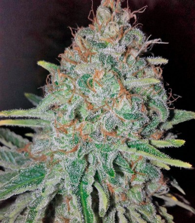 Сорт Rainbow Road fem (Paradise Seeds) Сорт Rainbow Road fem (Paradise Seeds) — изображение 3