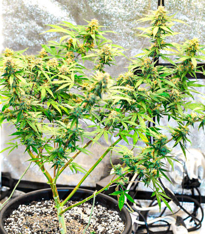 Сорт Runtz Auto fem (Barney's Farm) Сорт Runtz Auto fem (Barney's Farm) — изображение 3