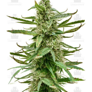Сорт Runtz Auto fem (Barney's Farm) Сорт Runtz Auto fem (Barney's Farm)