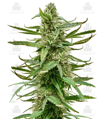 Сорт Runtz Auto fem (Barney's Farm) Сорт Runtz Auto fem (Barney's Farm)