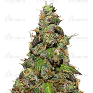 Сорт Six Shooter auto (FastBuds) семена конопли Сорт Six Shooter auto (FastBuds) семена конопли