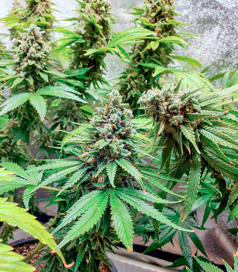 Сорт Slurricane fem (Advanced Seeds) семена конопли Сорт Slurricane fem (Advanced Seeds) семена конопли — изображение 2