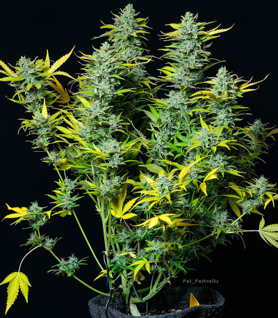 Сорт Smoothie Auto fem (FastBuds) Сорт Smoothie Auto fem (FastBuds) — изображение 3