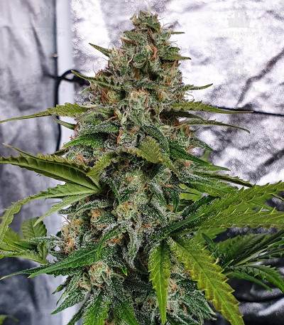 Сорт Smoothie Auto fem (FastBuds) Сорт Smoothie Auto fem (FastBuds) — изображение 4