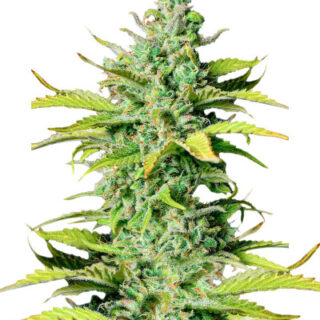 Сорт Smoothie Auto fem (FastBuds) Сорт Smoothie Auto fem (FastBuds)