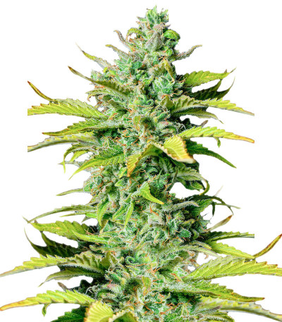 Сорт Smoothie Auto fem (FastBuds) Сорт Smoothie Auto fem (FastBuds)