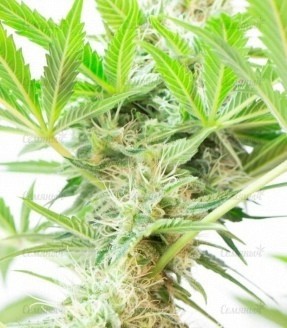Сорт Somango XL fem (RQS) Сорт Somango XL fem (RQS) — изображение 2