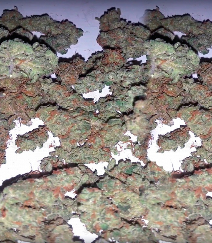 Сорт Spinning Buzz Kick auto fem (Dr. Krippling Seeds) Сорт Spinning Buzz Kick auto fem (Dr. Krippling Seeds) — изображение 3