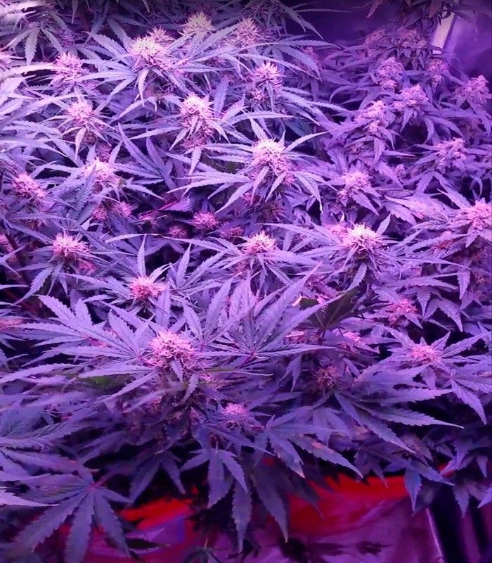 Сорт Spinning Buzz Kick auto fem (Dr. Krippling Seeds) Сорт Spinning Buzz Kick auto fem (Dr. Krippling Seeds) — изображение 2