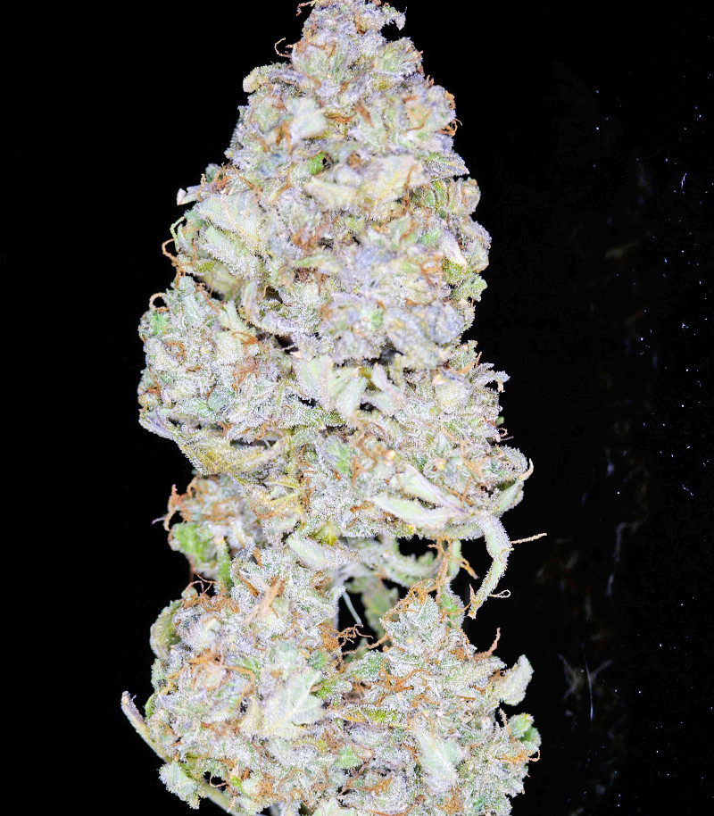 Сорт Strawberry Pie Auto fem (FastBuds) Сорт Strawberry Pie Auto fem (FastBuds) — изображение 3
