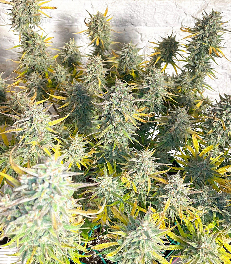 Сорт Strawberry Pie Auto fem (FastBuds) Сорт Strawberry Pie Auto fem (FastBuds) — изображение 4