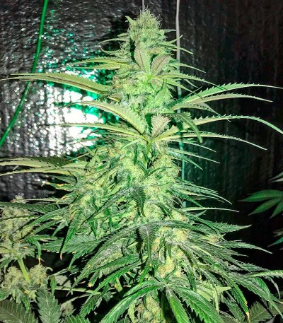 Сорт Strawberry Cake fem (Heavyweight Seeds) Сорт Strawberry Cake fem (Heavyweight Seeds) — изображение 3