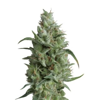 Сорт Super OG Kush (Pyramid Seeds)
