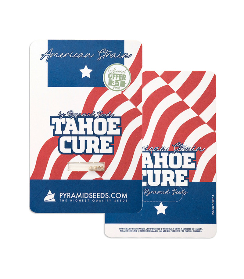 Сорт Tahoe Cure fem (Pyramid Seeds) Сорт Tahoe Cure fem (Pyramid Seeds) — изображение 2