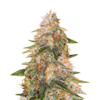 Сорт Tropic Punch fem (Heavyweight Seeds) Сорт Tropic Punch fem (Heavyweight Seeds)