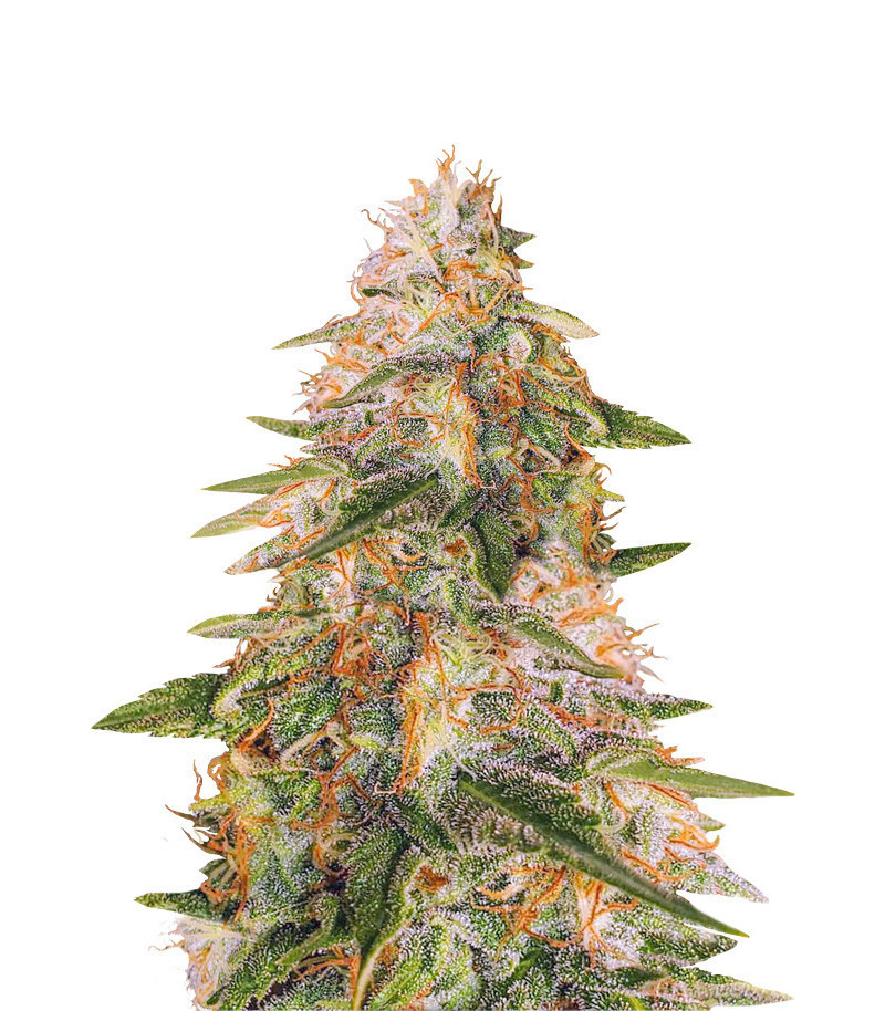 Сорт Tropic Punch fem (Heavyweight Seeds) Сорт Tropic Punch fem (Heavyweight Seeds)