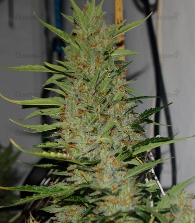 Сорт Turbo Bud auto fem (Heavyweight Seeds) Сорт Turbo Bud auto fem (Heavyweight Seeds) — изображение 3