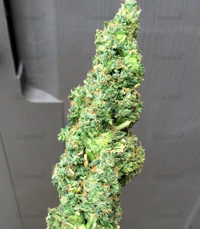 Сорт Turbo Bud auto fem (Heavyweight Seeds) Сорт Turbo Bud auto fem (Heavyweight Seeds) — изображение 2