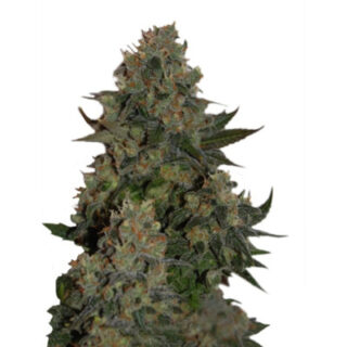 Сорт Tutankhamon fem (Pyramid Seeds) семена конопли