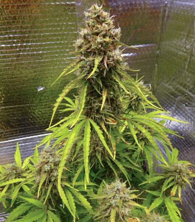 Сорт Wedding Cake Auto fem (Barney's Farm) Сорт Wedding Cake Auto fem (Barney's Farm) — изображение 3