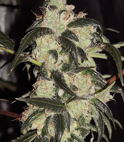 Сорт Wedding Cake Auto fem (Barney's Farm) Сорт Wedding Cake Auto fem (Barney's Farm) — изображение 5