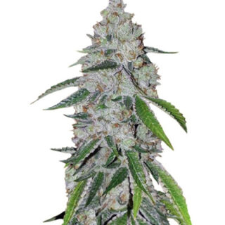 Сорт West Coast O.G. auto fem (FastBuds) семена конопли