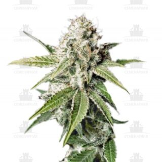 Сорт White Widow fem (GHS) Сорт White Widow fem (GHS)