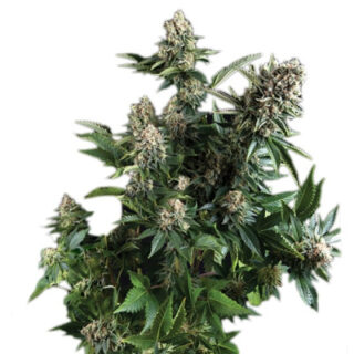 Сорт White Widow fem (Pyramid Seeds)