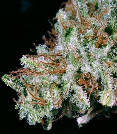 Сорт White Widow fem (GHS) Сорт White Widow fem (GHS) — изображение 4